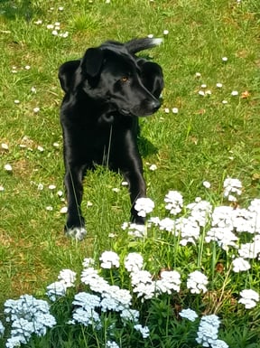 Mogli liegend auf einer Wiese